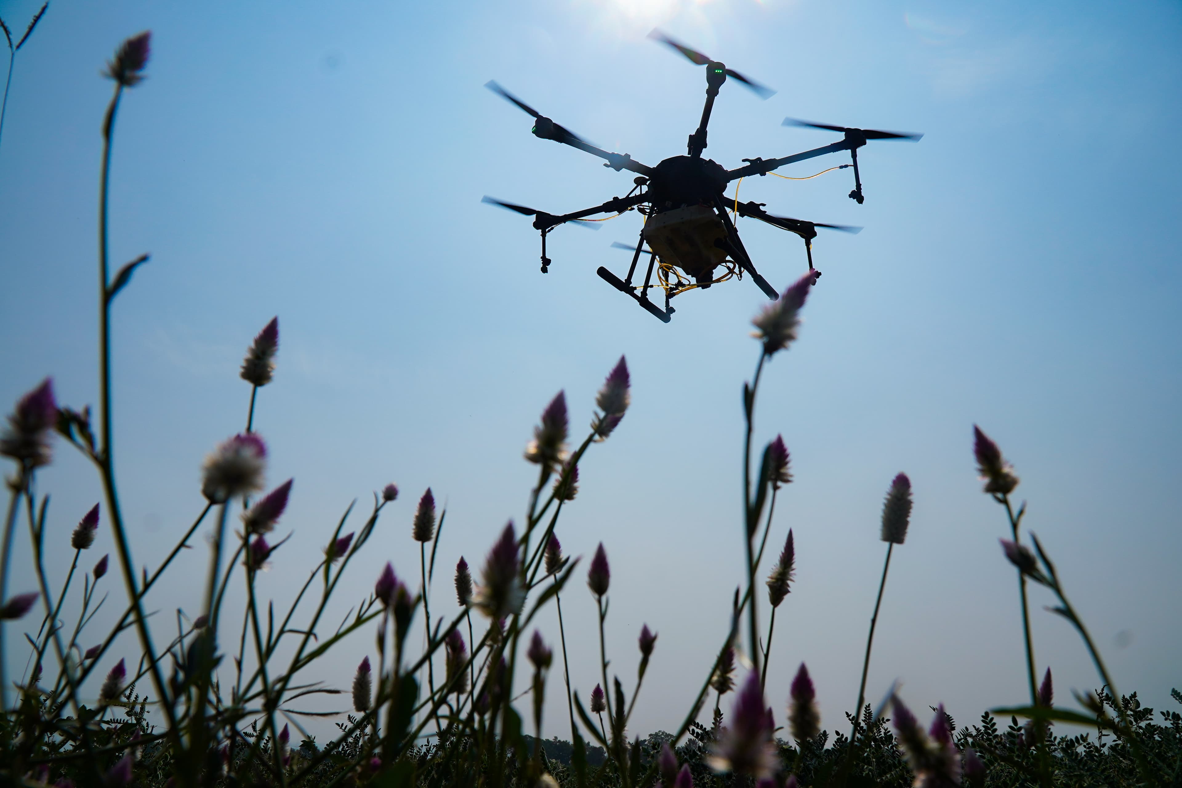 Agricultural drone in flight above flowering crops