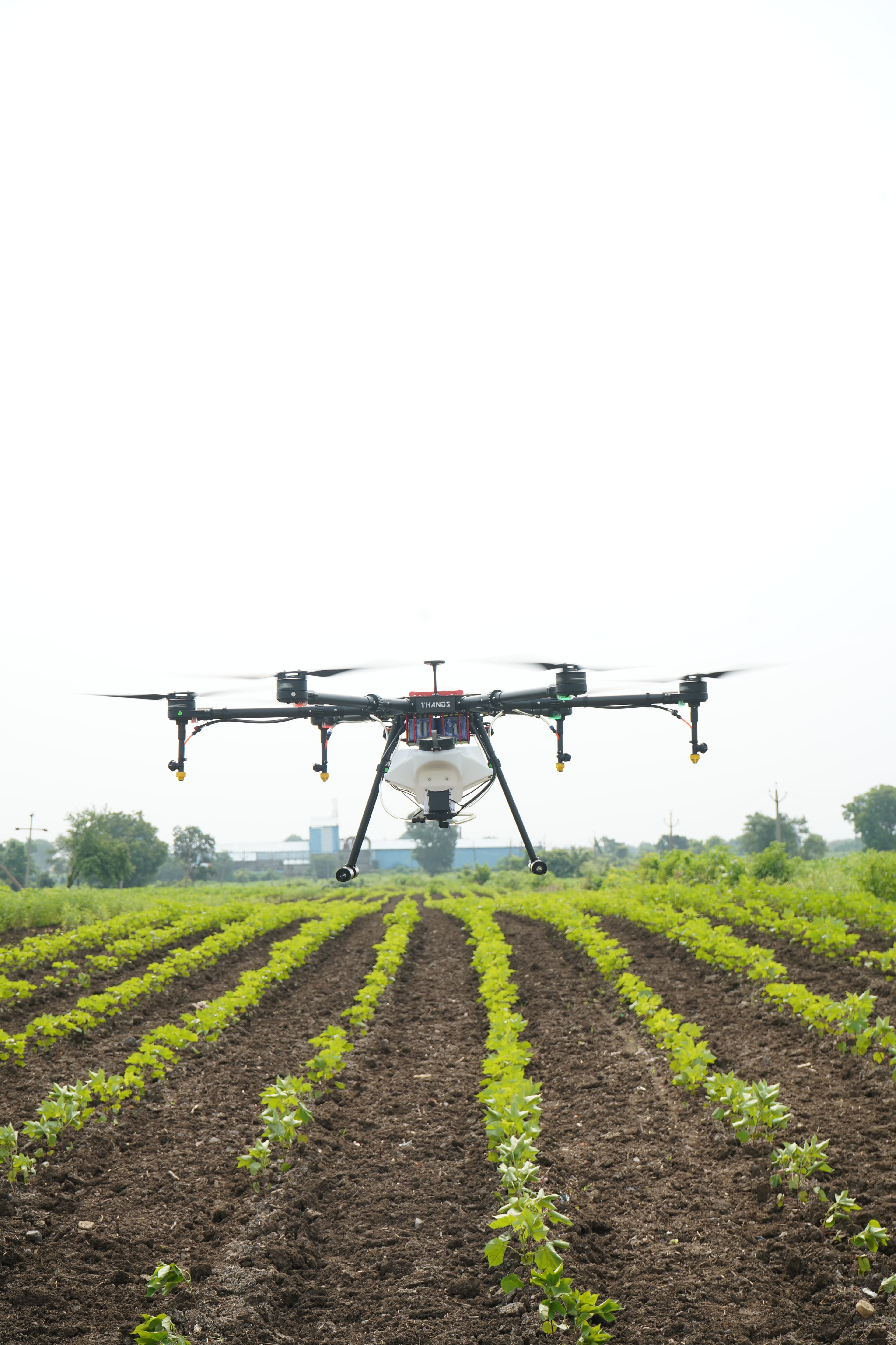Spraying drone hovering over rows of young cotton plants